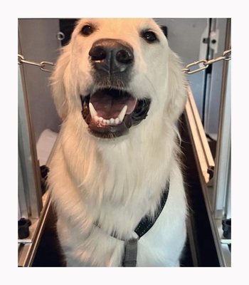 Others Item Type Dog Treadmill for Different Sized Four-Legged Friends