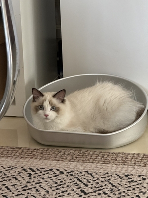 Stay Cool this Summer with Our Cooling Cat Pot Acceptable OEM ODM Aluminum Basin