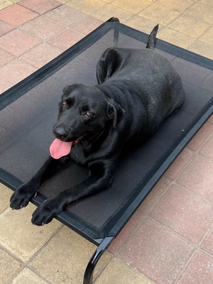 Durable Waterproof Breathable Outdoor Pet Bed for Dogs Black Wash Style Hand Wash