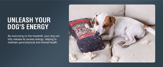 Keep Your Dog Active and Healthy with Our Durable Treadmill Walking Machine