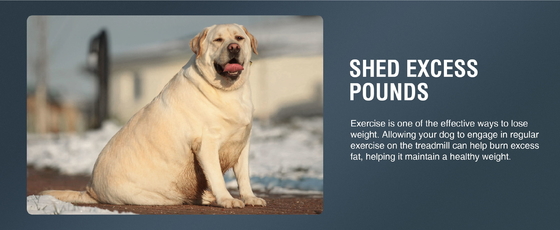 Keep Your Dog Active and Healthy with Our Durable Treadmill Walking Machine