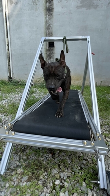 Dog Exercise Slatmill Pets Treadmill Walking Machine for Pit Bull Stocked Carpet Mill