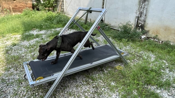 Dog Exercise Slatmill Pets Treadmill Walking Machine for Pit Bull Stocked Carpet Mill
