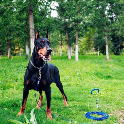 100-150kgs/220-330lbs Leash Capacity CE Certified Dog Stake for Outdoor Play Heavy Duty