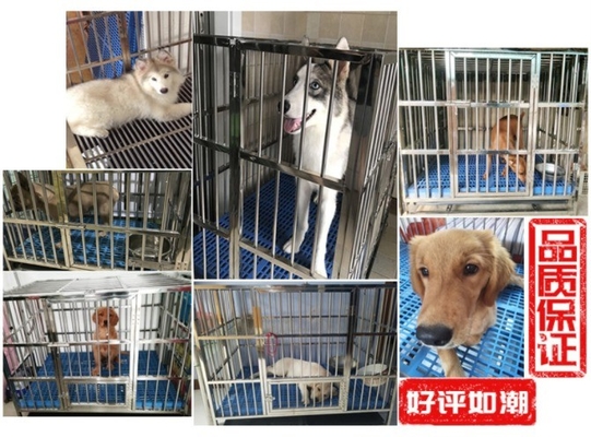 Large Foldable Stainless Steel Dog Cage with No Pattern and Push-up Closure