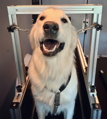 Electrophoresis Dog Treadmill for Sustainable and Effective Training