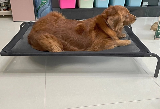 Powder Coated Elevated Dog Bed with Breathable Design and Waterproof Material