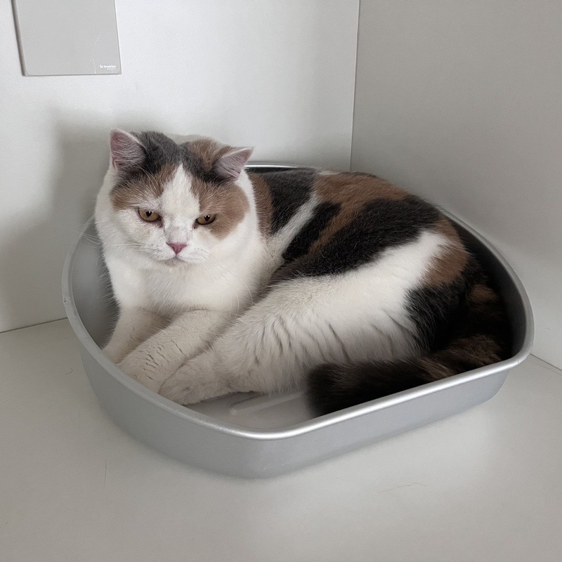 Stay Cool this Summer with Our Cooling Cat Pot Acceptable OEM ODM Aluminum Basin